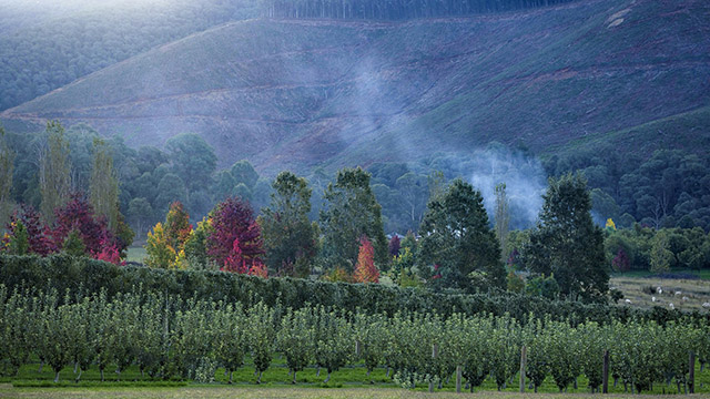 Orchards by Sharon Alston